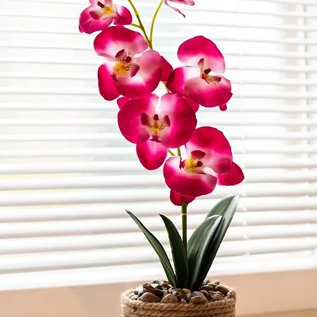 Апартаменты Petra Heritage Сплит