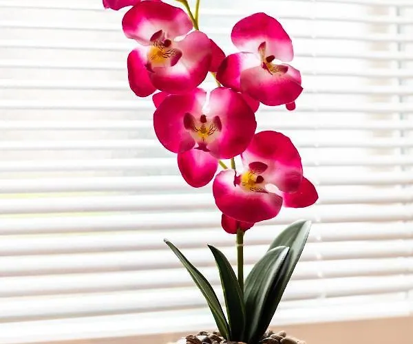 Apartament Petra Heritage Split